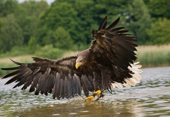 white-tailed eagle