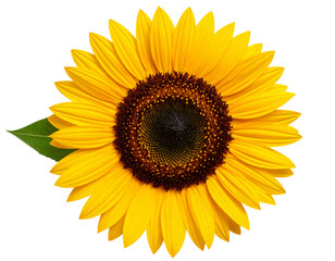 Top View of Sunflower Head with Natural Petal Spread and Leaf Accent, Isolated PNG.
