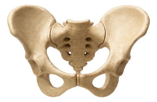 Australopithecus africanus pelvis with flared iliac blades