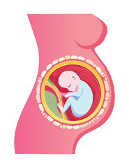 Close-up of Fetus Inside Pregnant Woman's Belly