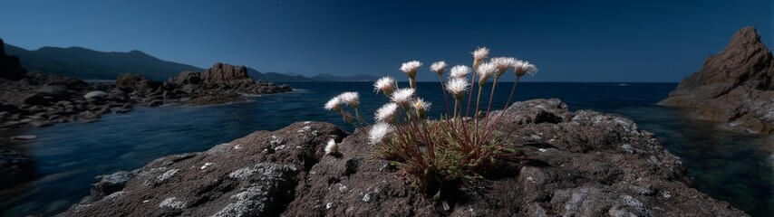 Panoramic view of coastal flowers seaside hdr 360 degrees nature landscape tranquil environment