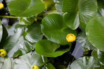 Water surface fully covered with dark green water lily leaves, reflecting light. Bright yellow...
