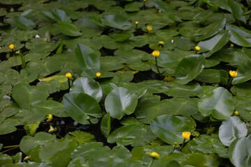 Top view of dense lily pad coverage with scattered yellow flowers on calm water. A natural aquatic...