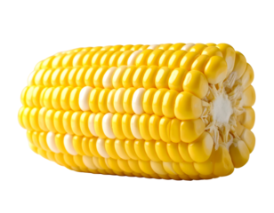 Close up of vibrant ear corn