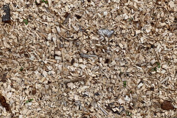 Wood Chips Texture with Tiny Plants and organic material
