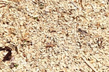 Wood Chips Texture with Tiny Plants and organic material