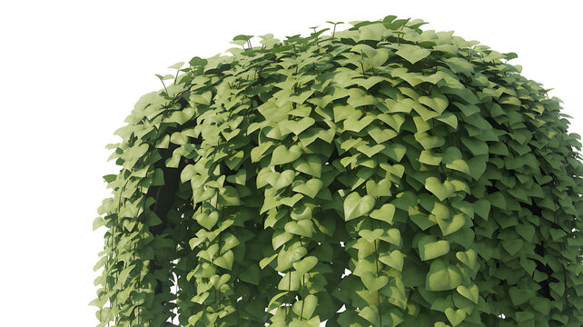 Lush green heart shaped leaves cascading down from a dense plant