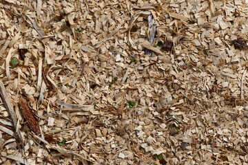Wood Chips Texture with Tiny Plants and organic material