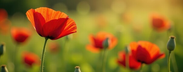 Fototapeta premium Red poppy in vibrant nature scene, ample copy space , element, nature