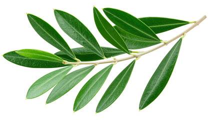 Naklejka premium High-resolution image of an olive tree branch with lush green leaves and subtle natural curvature — featuring realistic textures, soft lighting, and detailed veining