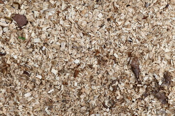 Wood Chips Texture with Tiny Plants and organic material