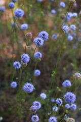 blue flowers in the field
