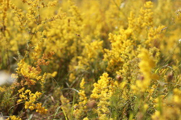 field of yellow flowers