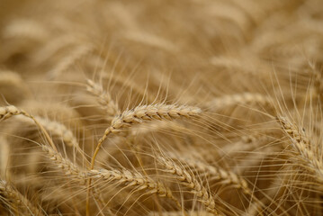 Ears of wheat.