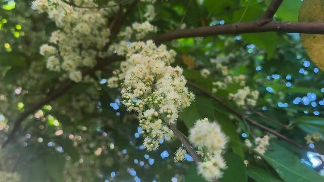the flower that blooms from the salam tree or Syzygium polyanthum, bay leaves