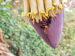 Potter wasp (Delta dimidiatipenne) on flower 