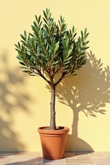 Fototapeta premium Potted olive tree casts gentle sunlight shadows on beige wall, leaves, apartment
