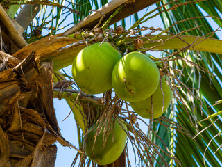 Coconut palm trees
