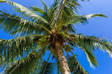 Coconut palm trees