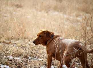 Brown Fox Red Labrador Retriever in a field