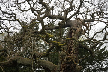 Majestic ancient oak tree in Sherwood Forest, Edwinstowe, Nottinghamshire, surrounded by twisting branches and thick trunk.