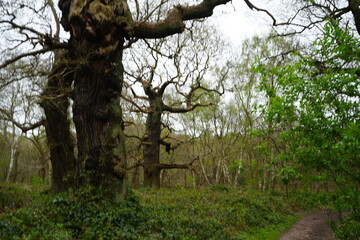 Twisted oak trees along woodland path in Sherwood Forest, Edwinstowe, Nottinghamshire