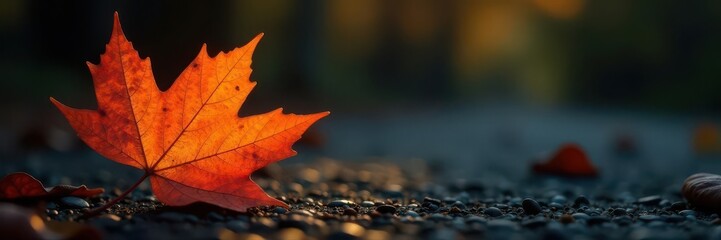 Single autumn leaf, rich orange hue against deep shadow , vibrant, color, autumn