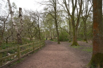 Fototapeta premium Scenic woodland walking trail among early spring trees in Sherwood Forest, Edwinstowe, Nottinghamshire.