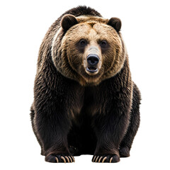 Grizzly Bear A Majestic Portrait isolated on transparent background