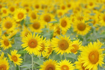 ひまわり畑の元気な向日葵の花