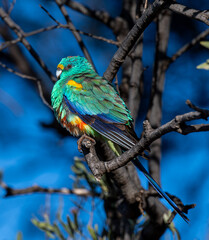 Mulga Parrot