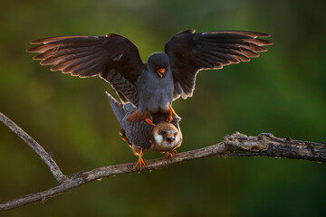 copulating red-footed falcons (Falco vespertinus) perching on a branch, found in Hortobagy National Park