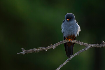adult male red-footed falcon (Falco vespertinus) perching on a branch, found in Hortobagy National Park