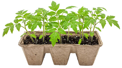 small green tomato seedlings growing in a cardboard planter