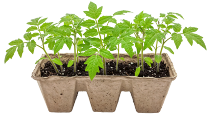 small green tomato seedlings growing in a cardboard planter