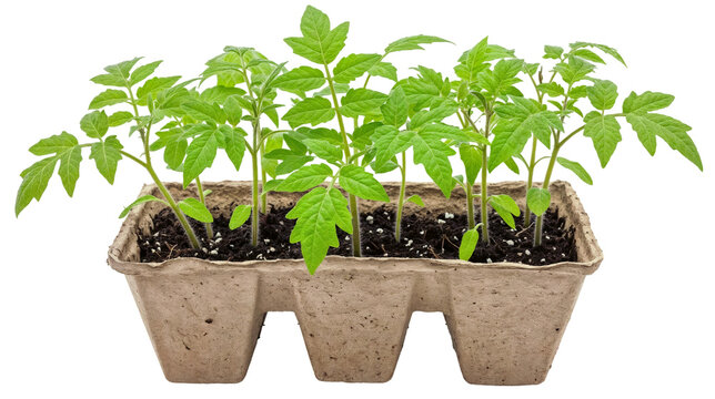 small green tomato seedlings growing in a cardboard planter