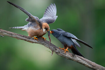 male red-footed falcons (Falco vespertinus) feeding the female with a earth worm as a bridal gift