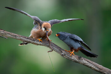 male red-footed falcons (Falco vespertinus) feeding the female with a earth worm as a bridal gift