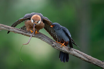 male red-footed falcons (Falco vespertinus) feeding the female with a earth worm as a bridal gift