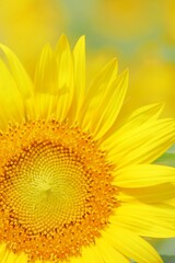 Obraz premium ひまわりの花のアップで夏イメージ 縦