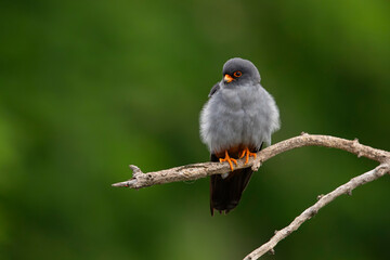 adult male red-footed falcon (Falco vespertinus) perching on a branch, found in Hortobagy National Park