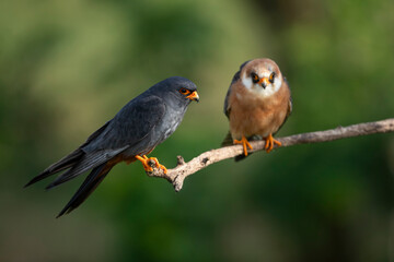 a couple of red-footed falcons (Falco vespertinus) perching und a branch while female ist calling