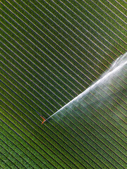 Aerial view of colorful tulip fields with a central sprinkler spraying water, showcasing vibrant rows of crops and greenhouses in the Dutch countryside.