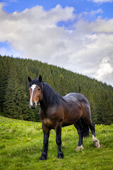 Horse in the mountains, natural environment, mountain landscape.