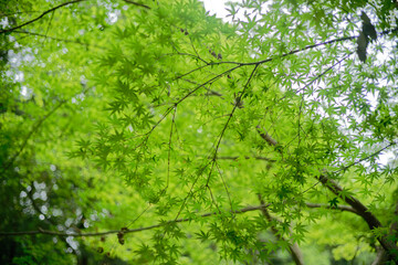 Japanese Maple leaves natural bokeh background