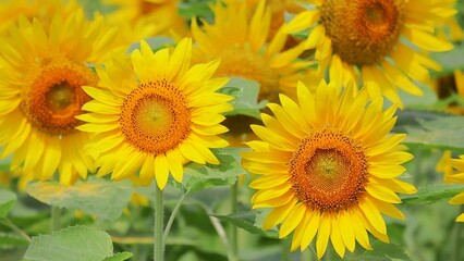 Fototapeta premium ひまわり畑の元気な向日葵の花