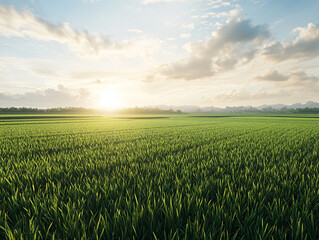 Land plot in aerial view. Vibrant morning scene of neatly planted rice fields.