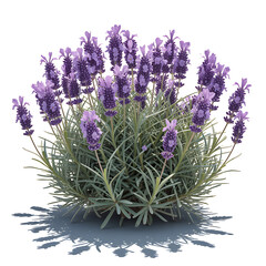 Obraz premium A lush bush of blooming purple lavender flowers with green foliage and a shadow