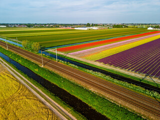 A vibrant aerial view of colorful tulip fields in full bloom, arranged in neat rows. The bright...