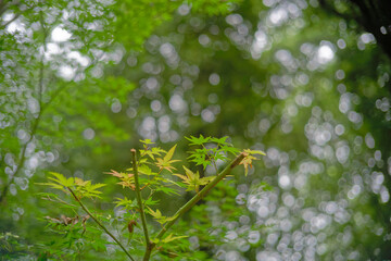Japanese Maple leaves natural bokeh background